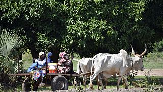 Chadian women defy discrimination and violence to claim land rights